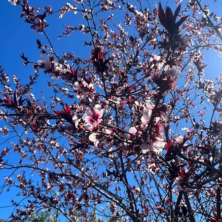 Zulia Suites, Masca, Teide Gigantes, Excursions, Ac, Wifi 1 * Santiago del Teide