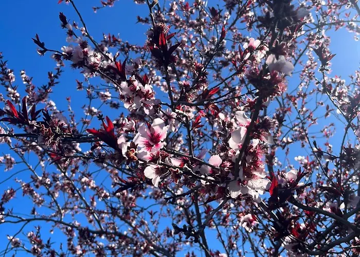 Zulia Suites, Masca, Teide Gigantes, Excursions, Ac, Wifi 1 * Santiago del Teide